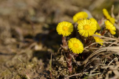 Tay ayağı ya da tay ayağı şifalı yabani ot. Tarlada yetişen Farfara Tussilago bitkisi. İlaç malzemesi olarak kullanılan genç çiçek. Çayır baharı çimen açıyor. Bir grup güzel sarı çiçek.