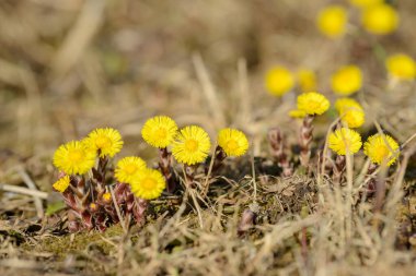 Tay ayağı ya da tay ayağı şifalı yabani ot. Tarlada yetişen Farfara Tussilago bitkisi. İlaç malzemesi olarak kullanılan genç çiçek. Çayır baharı çimen açıyor. Bir grup güzel sarı çiçek.
