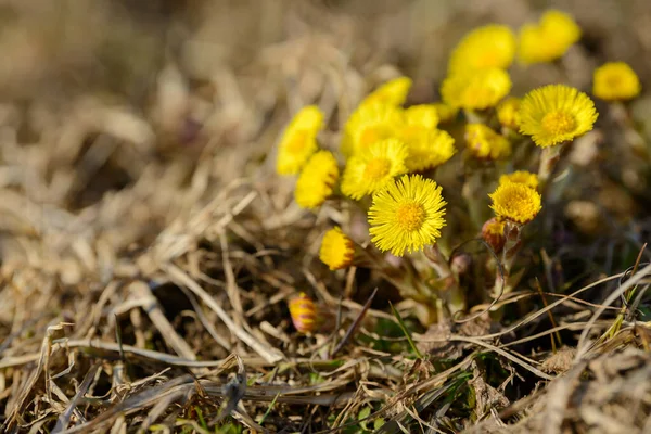 Coltsfoot Foalfoot Hierba Silvestre Medicinal Farfara Tussilago Planta Que Crece —  Fotos de Stock