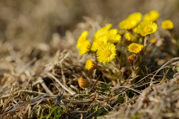 Coltsfoot Foalfoot Medicinal Wild Herb Farfara Tussilago Plant Growing Field — Stock Photo, Image