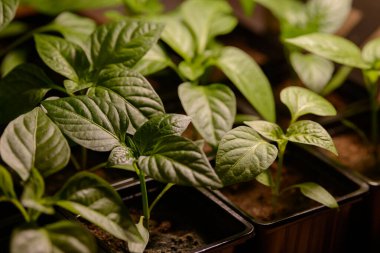 Genç bahçe bitkilerinin tohumları. Meyve veya sebze filizleri. Büyüyen kaplarda verimli topraklardan filizlenen kökler ve yapraklar. Tarım ürünlerinin oluşumu için tohum yetiştirmek.