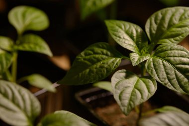 Genç bahçe bitkilerinin tohumları. Meyve veya sebze filizleri. Büyüyen kaplarda verimli topraklardan filizlenen kökler ve yapraklar. Tarım ürünlerinin oluşumu için tohum yetiştirmek.