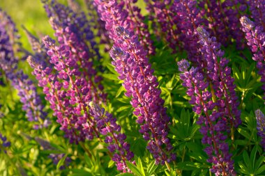 Lupinus, lupin, acı bakla alan pembe mor ve mavi çiçekli