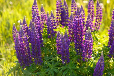 Lupinus, lupin, acı bakla alan pembe mor ve mavi çiçekli
