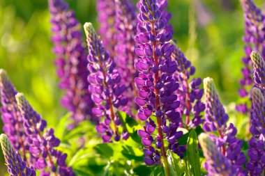 Lupinus, lupin, acı bakla alan pembe mor ve mavi çiçekli