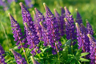 Lupinus, lupin, acı bakla alan pembe mor ve mavi çiçekli