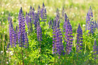 Lupinus, lupin, acı bakla alan pembe mor ve mavi çiçekli