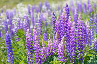 Lupinus, lupin, acı bakla alan pembe mor ve mavi çiçekli