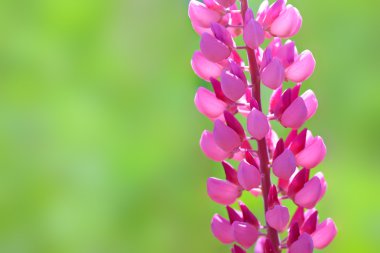 Lupinus, lupin, acı bakla pembe kırmızı çiçek