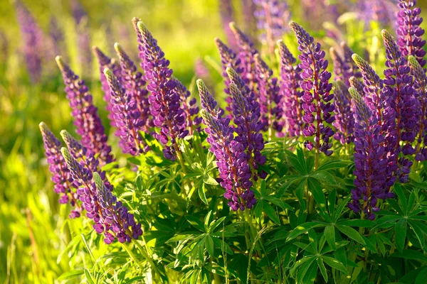 Lupino, altramuz, campo de altramuz con flores rosa púrpura y azul —  Fotos de Stock