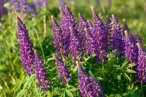 Lupino, tremoço, campo de tremoço com flores roxas e azuis rosa — Fotografia de Stock