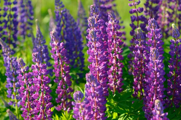 Lupino, tremoço, campo de tremoço com flores roxas e azuis rosa — Fotografia de Stock