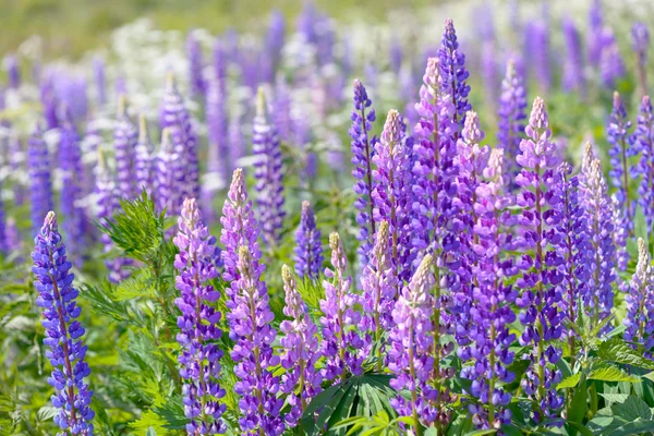 Lupino, lupino, campo di lupino con fiori rosa viola e blu — Foto Stock