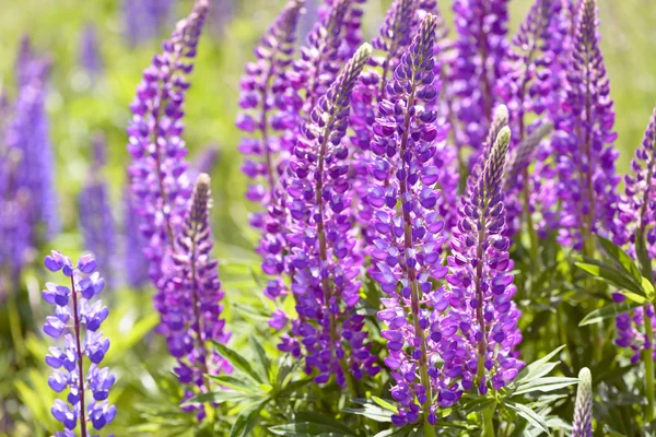 Lupinus, lupin, lupine field with pink purple and blue flowers — Stock Photo, Image