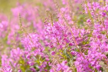 Fireweed (Chamerion veya Epilobium angustifolium) içinde pembe çiçekler Ivan çay çiçek