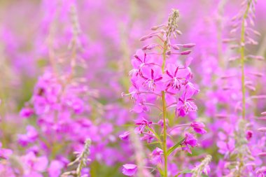 Fireweed (Chamerion veya Epilobium angustifolium) içinde pembe çiçekler Ivan çay çiçek