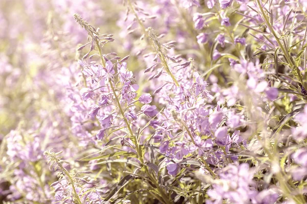 Rosa blomster av tang og tare (Epilobium eller Chamerion angustifolium) i blomstrende ivan-te – stockfoto