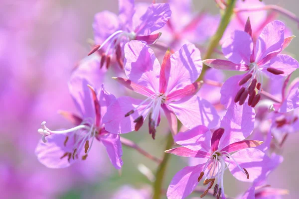 Pink flowers of fireweed (Epilobium or Chamerion angustifolium) in bloom ivan tea — Stock Photo, Image