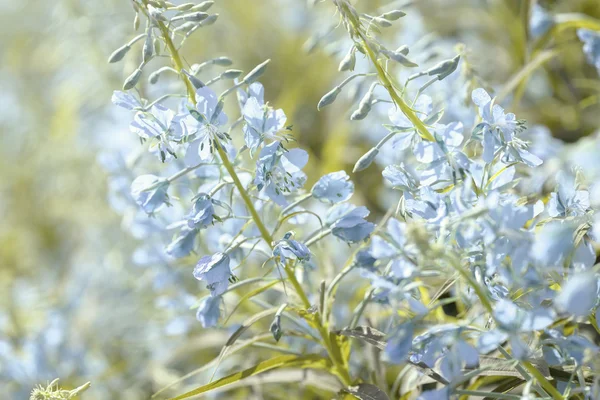 Niebieskie kwiaty fireweed (Wierzbownica lub Chamerion angustifolium) w kwitną ivan herbaty — Zdjęcie stockowe