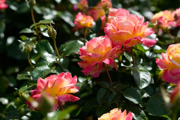 Rot gelb rosa Rosenstrauch Strauß — Stockfoto