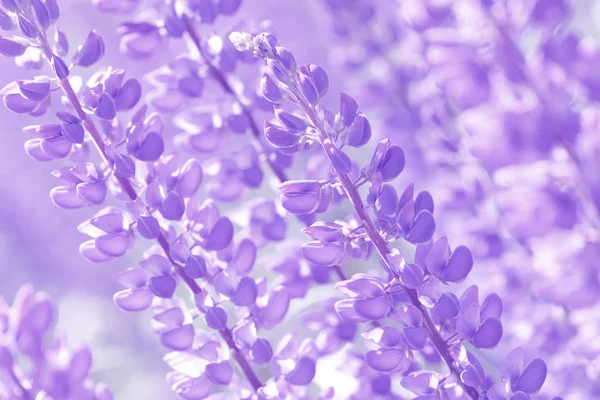 Lupinus, lupin, Lupin fältet med rosa lila och blå blommor — Stockfoto