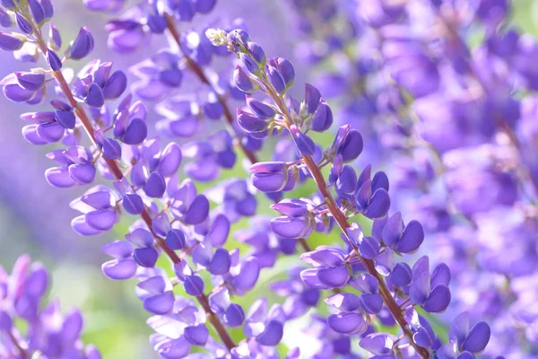 Lupino, altramuz, campo de altramuz con flores rosa púrpura y azul —  Fotos de Stock