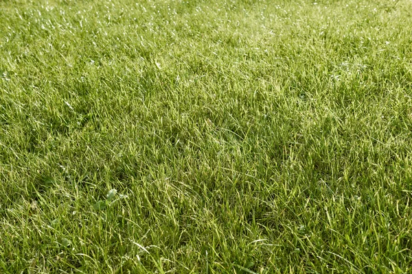 Pelouse fond texture herbe champ — Photo