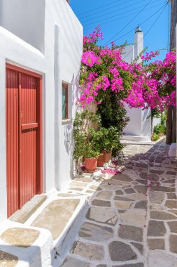 Prodromos Paros Adası 'nda beyazlatılmış evleri ve çiçek açmış begonvilleri olan geleneksel bir ara sokak.