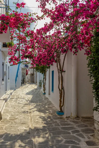 Traditionell Cykladitisk Gränd Med Smal Gata Vitkalkade Hus Och Blommande — Stockfoto