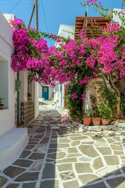 Festői Sikátor Prodromos Paros Görög Sziget Egy Teljes Virágzó Bougainvillea — Stock Fotó