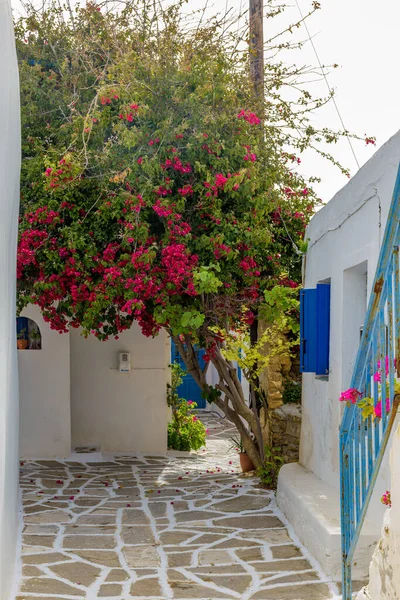 Prodromos Paros Adası Nda Beyazlatılmış Evleri Çiçek Açan Begonvilleri Olan — Stok fotoğraf