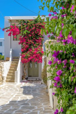 Yunanistan 'ın Naousa Paros adasında dar sokaklar, beyazlatılmış evler ve çiçek açan bir begonville geleneksel Kiklad sokağı.