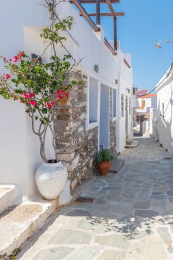 Dar bir caddesi olan sikladik bir sokak, beyaz yıkanmış evler ve Chora Kythnos, Cyclades, Yunanistan 'da çiçek açan bir bougainvillea.
