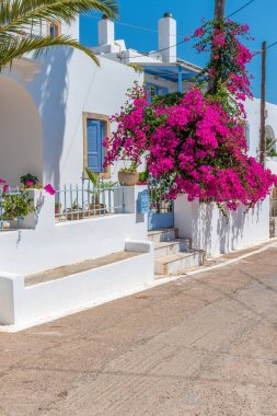 Yunanistan 'ın Avlemona Kythira adasında dar sokaklar, beyazlatılmış evler ve çiçek açan bir bougainvillea ile geleneksel ara sokak.