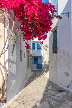 Yunanistan 'ın Tinos Adası' nda dar bir sokağı, beyazlatılmış evleri ve çiçek açan begonvilleri olan geleneksel bir ara sokak..