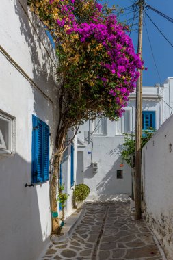 Dar bir sokağı, beyazlatılmış evleri ve Parikia, Paros Adası, Yunanistan 'da çiçek açan begonvilleri olan geleneksel Kiklad sokağı..