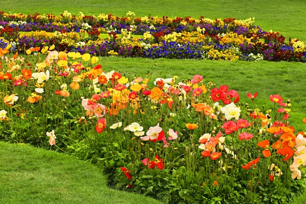 Bed of colorful Popies — Stock Photo, Image