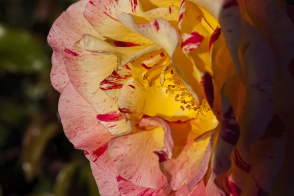 Rosa und gelbe Rose — Stockfoto