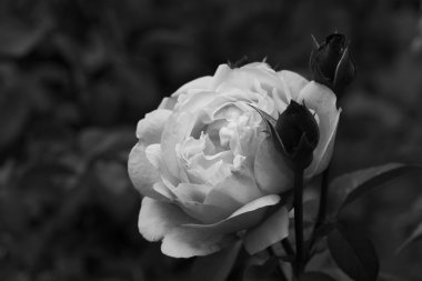 siyah ve beyaz gül ve bud