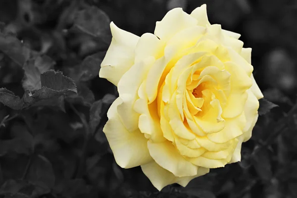 Citronově žlutá růže s černým a bílým pozadím Stock Obrázky
