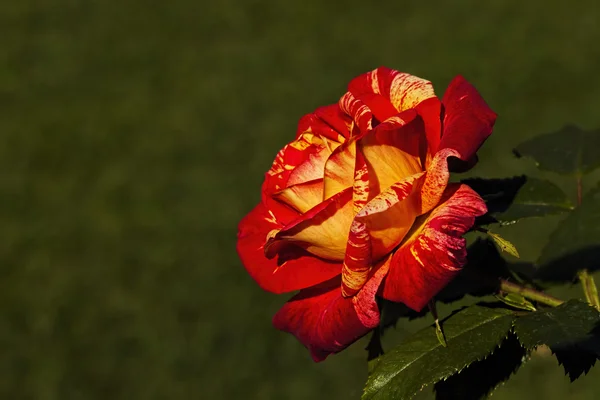 Помаранчева і жовта троянда — стокове фото