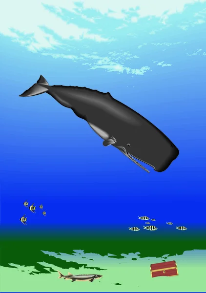 Sperm balina ile sualtı