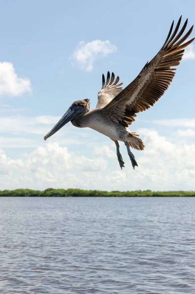 Braunpelikan Flug Über Mangrovenwasser Blauem Himmel Stockbild
