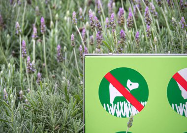 Çimlerde ve parkta köpek gezdirmeyi yasaklayan bir tabela. Köpekler uyarılmamalı. Genel alanda bilgi için yeşil işaret.