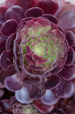 Mor ve yeşil sulu bir bitkiyi kapat.