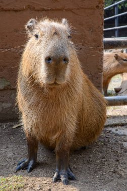 Koruma için hayvanat bahçesinde oturan bir Capybara. Capybaralar et ve postları için avlanırlar. Güney Amerika 'da yaşayan en büyük kemirgendir..