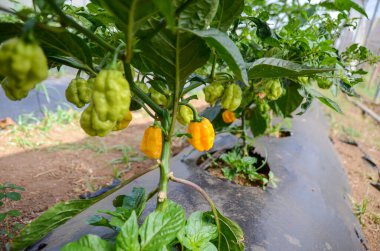 Bir serada yetişen olgunlaşmamış Habanero Peppers mahsulü. Acı biberden organik tarım. Baharatlı yemek pişirmek için..