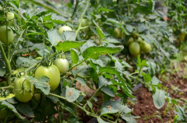 Sarmaşıkta yetişen olgunlaşmamış roma domatesi. Organik domatesler bir çiftlikte yetiştiriliyor. Tarım endüstrisi ve çevresel etki kavramı.