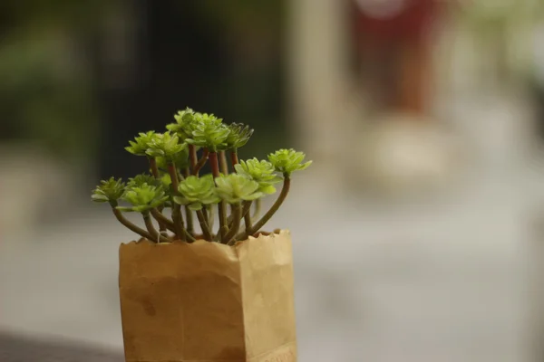 Planta arbusto anão — Fotografia de Stock