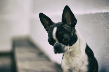 Boston terrier köpek yavrusu